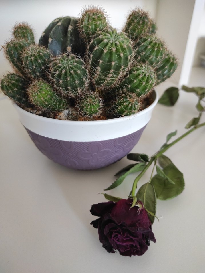 Mor Saksıda Kaktüs - Görsel 2