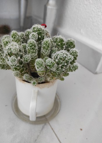 beyaz dikenli kaktüs - Görsel 8