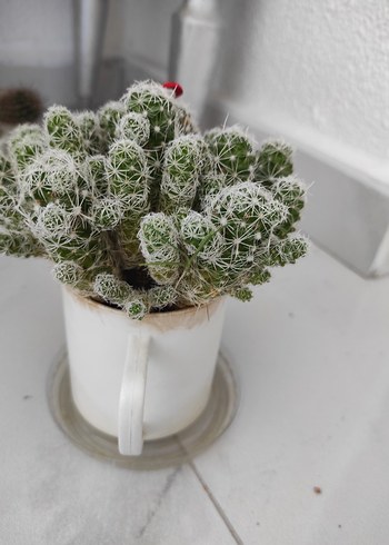 beyaz dikenli kaktüs - Görsel 7