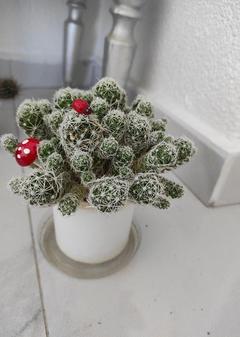 beyaz dikenli kaktüs - Görsel 5