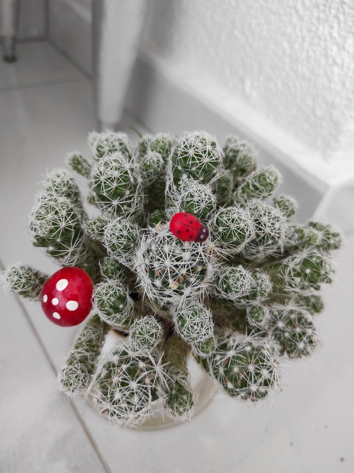 beyaz dikenli kaktüs - Görsel 2