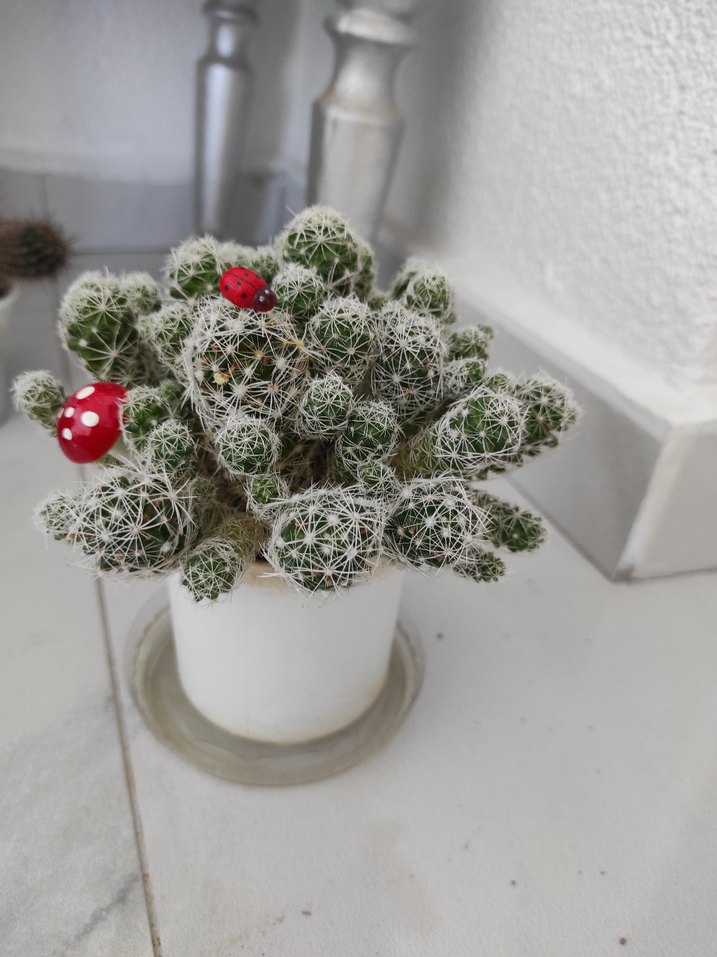 beyaz dikenli kaktüs - Görsel 3