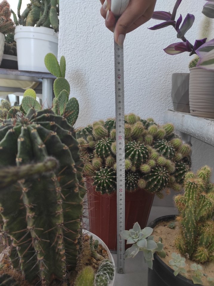 Açık Yeşil Kaktüs Saksı Bitkisi - Görsel 2