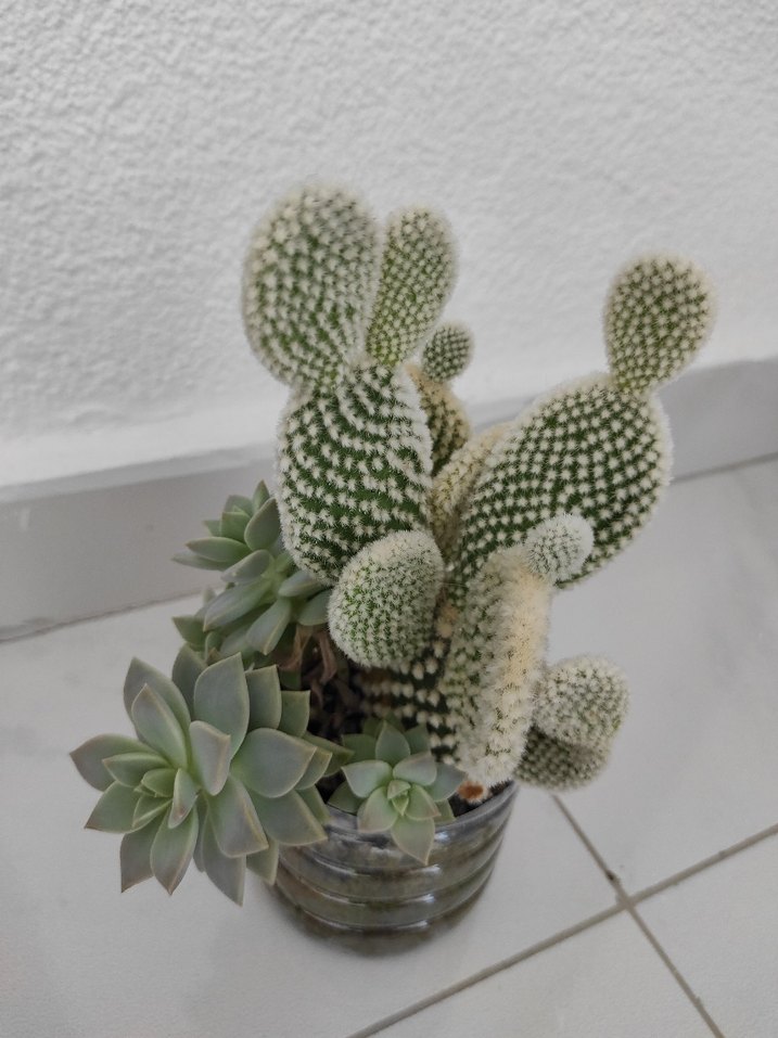 Gri ve Beyaz Sukkulent kaktüs Dekorasyonu - Görsel 4