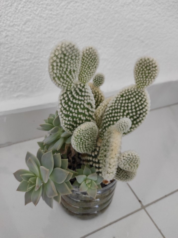 Gri ve Beyaz Sukkulent kaktüs Dekorasyonu - Görsel 3