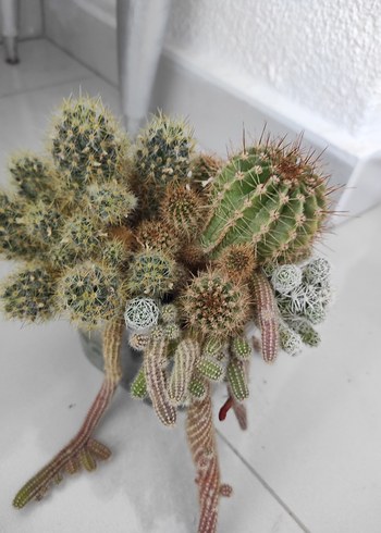 Renkli minyatür kaktüs aranjmanı - Görsel 8