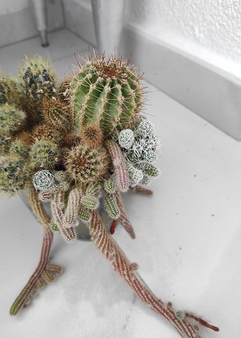 Renkli minyatür kaktüs aranjmanı - Görsel 6