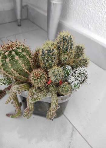 Renkli minyatür kaktüs aranjmanı - Görsel 5