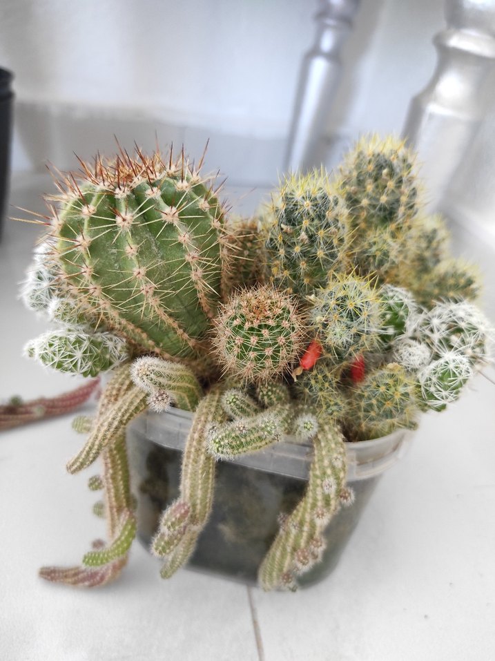 Renkli minyatür kaktüs aranjmanı - Görsel 4