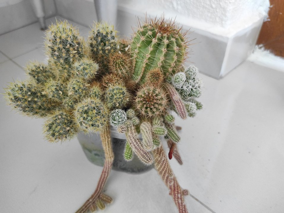 Renkli minyatür kaktüs aranjmanı - Görsel 3