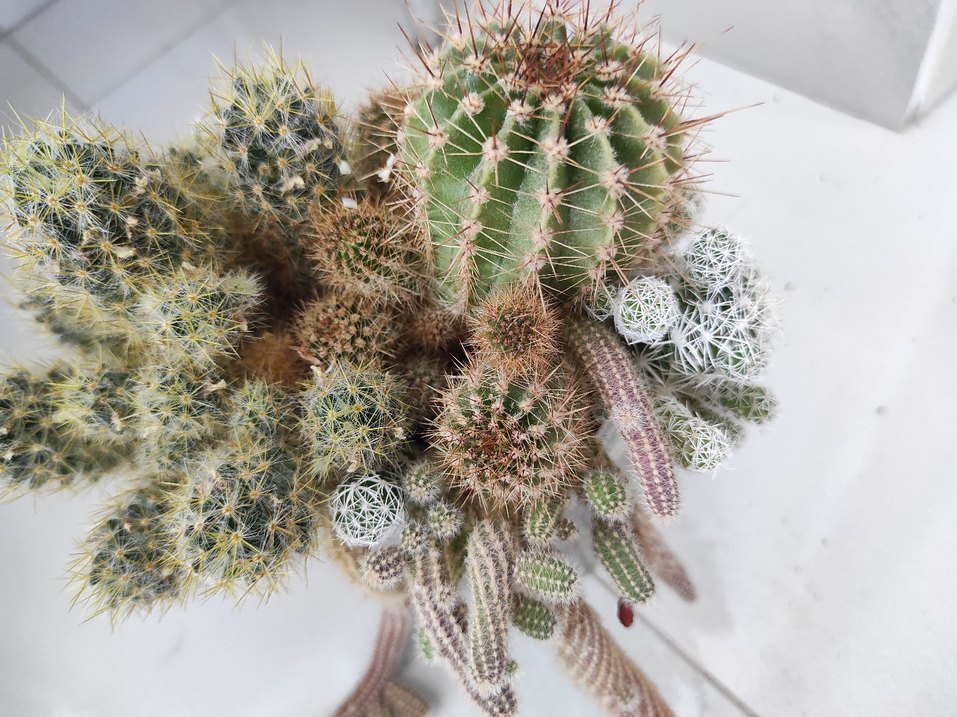 Renkli minyatür kaktüs aranjmanı - Görsel 2