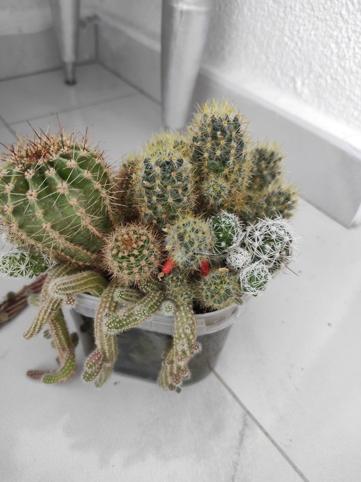 Renkli minyatür kaktüs aranjmanı - Görsel 5