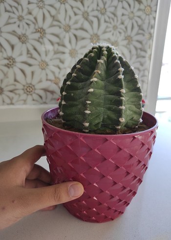 kırmızı Desenli Saksıda Kaktüs - Görsel 4