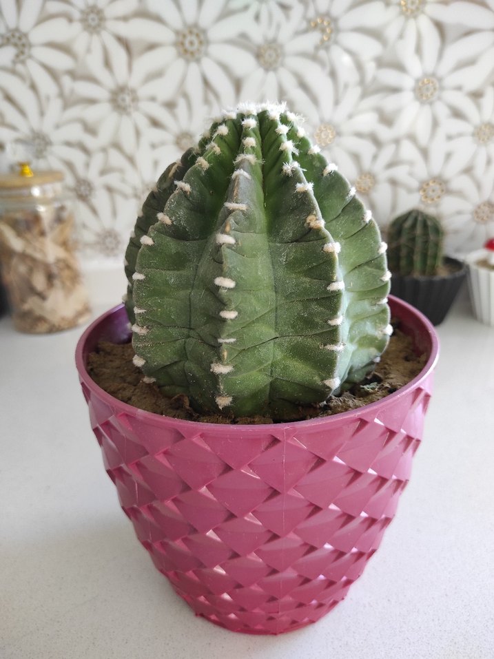 kırmızı Desenli Saksıda Kaktüs - Görsel 2