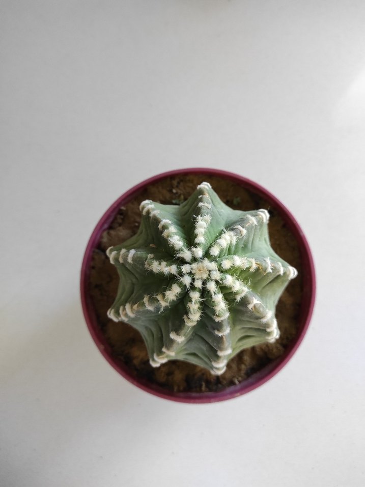 kırmızı Desenli Saksıda Kaktüs - Görsel 3