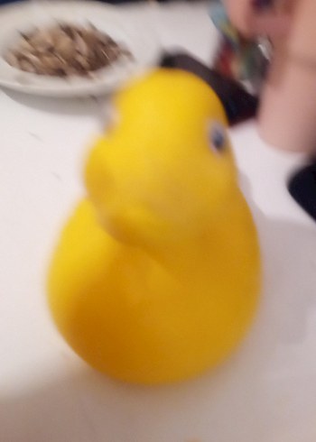  Beden Renk Parlak Sarı Ördek lamba