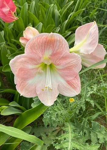 Pastel Pembe Amaryllis Çiçeği