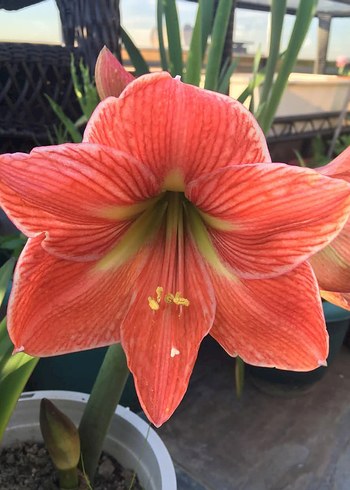 Canlı Turuncu Amaryllis Çiçeği