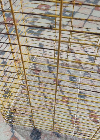 Sarı Renkli  muhabbet kuşu kafesi - Görsel 2