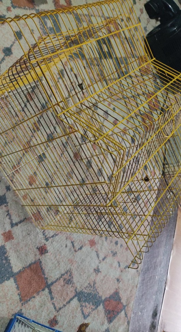 Sarı Renkli  muhabbet kuşu kafesi - Görsel 3