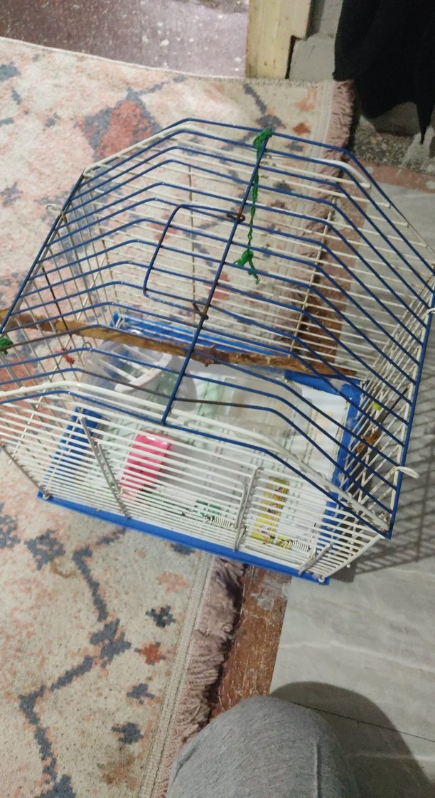 Mavi Küçük muhabbet kuşu kafesi - Görsel 3