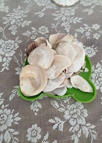 Beyaz Göğüs Pedi denız tasss - Görsel 4