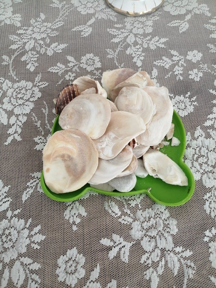 Beyaz Göğüs Pedi denız tasss - Görsel 3