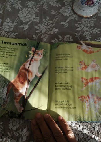 Kediler - Anna Milbourne Şiir Kitabı - Görsel 3