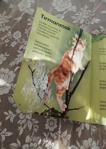 Kediler - Anna Milbourne Şiir Kitabı - Görsel 4