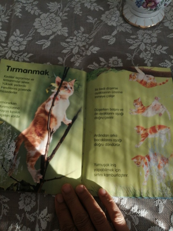 Kediler - Anna Milbourne Şiir Kitabı - Görsel 3