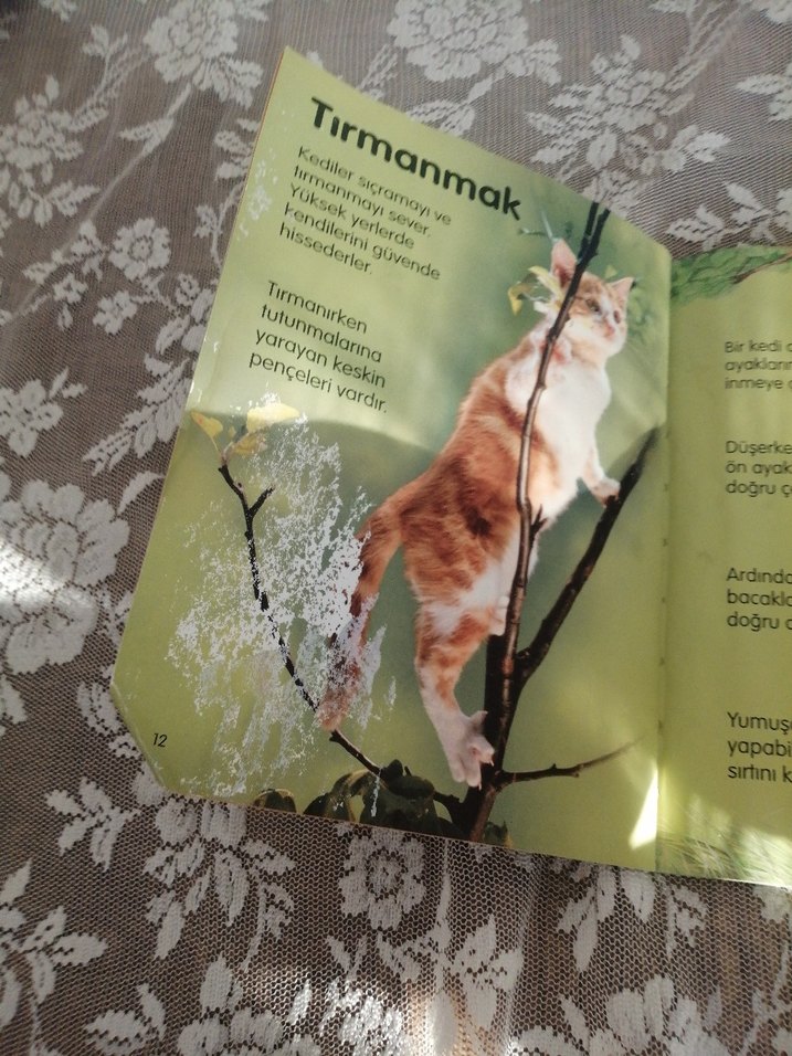 Kediler - Anna Milbourne Şiir Kitabı - Görsel 4