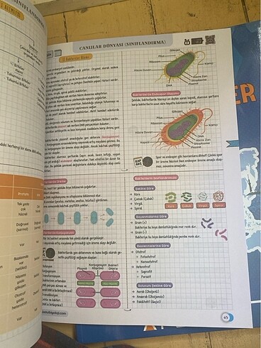  Beden Betül biyoloji konu anlatımı kamp kitabı