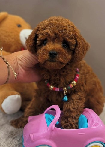 Diğer Toy poodle ev köpeği
