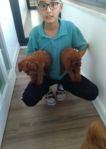 Beden Toy poodle ev köpeği