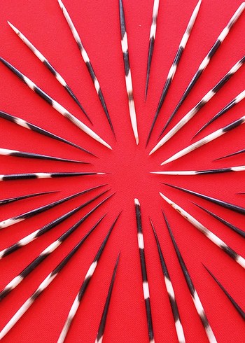 oklu kirpi dikenleri, divit için kullanılabilir , adet fiyatıdır - Görsel 2