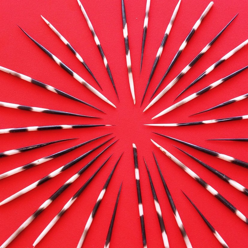 oklu kirpi dikenleri, divit için kullanılabilir , adet fiyatıdır - Görsel 2