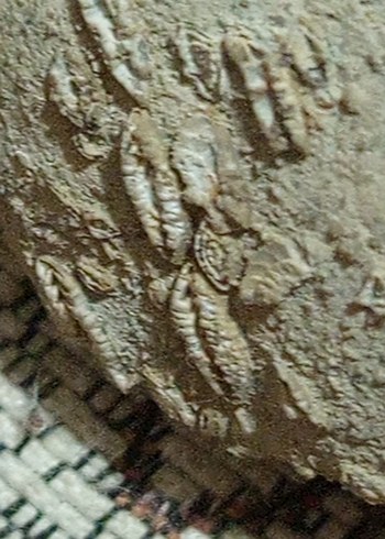 Bej Yılan Desenli Fırın Eldiveni - Görsel 4