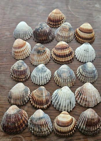 Deniz kabuğu büyük boy akvaryum süsü - Görsel 4