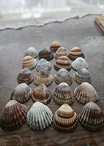 Deniz kabuğu büyük boy akvaryum süsü - Görsel 3