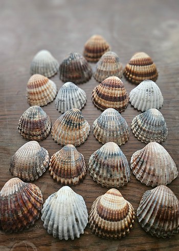 Deniz kabuğu büyük boy akvaryum süsü - Görsel 2