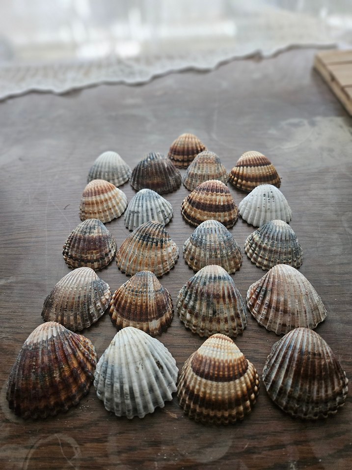 Deniz kabuğu büyük boy akvaryum süsü - Görsel 3