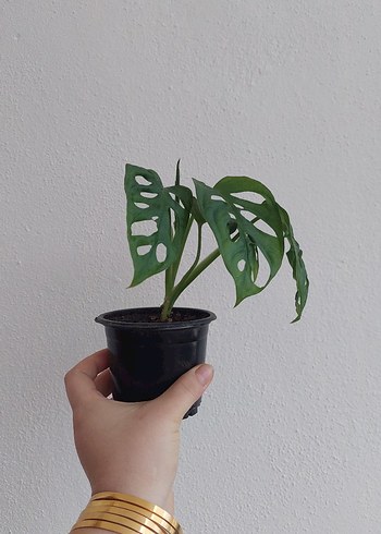 Beden Delikli Yapraklı monstera monkey mask