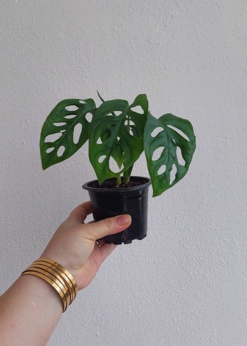 Diğer Delikli Yapraklı monstera monkey mask