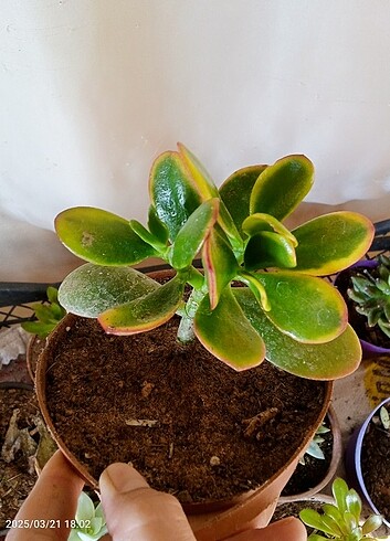 Crassula ovata sunset