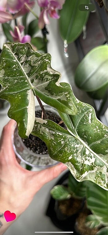Alocasia