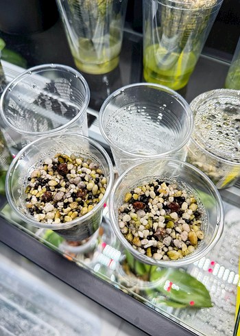 Rizom Alocasia Nobilis Pink - Görsel 2