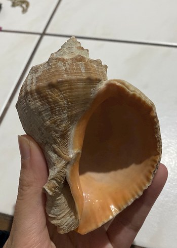 Bej ve gri hakiki deniz kabuğu - Görsel 3