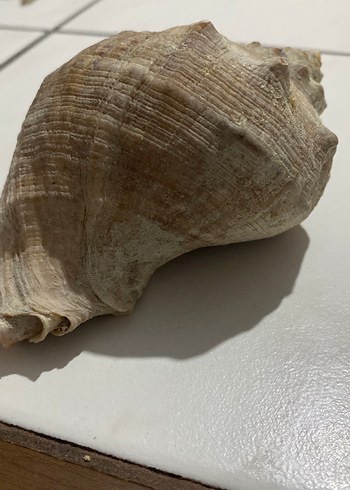 Bej ve gri hakiki deniz kabuğu - Görsel 2