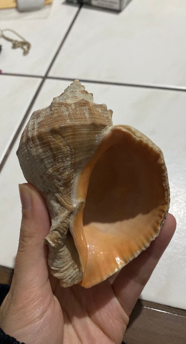 Bej ve gri hakiki deniz kabuğu - Görsel 3