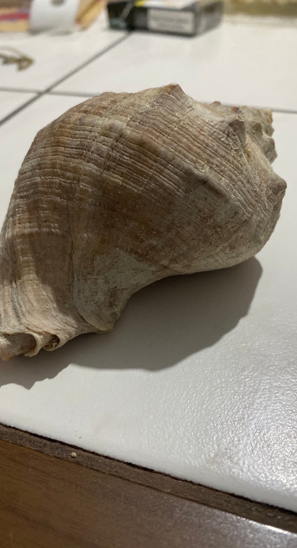 Bej ve gri hakiki deniz kabuğu - Görsel 2